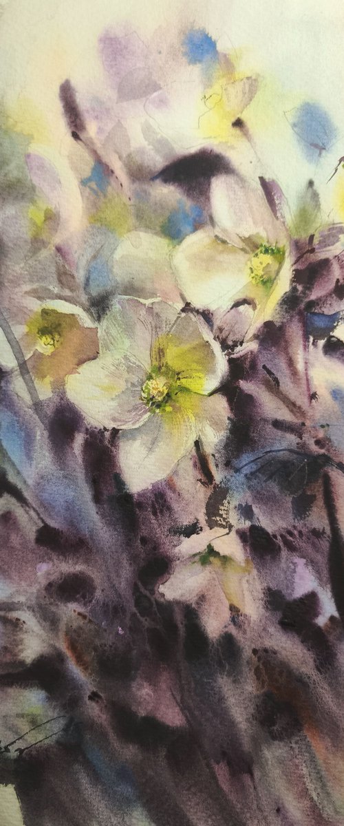 Helleborus. Winter rose by Olga Drozdova