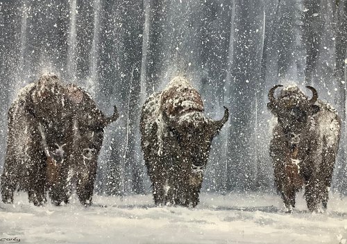 Buffaloes, Winter in Yellowstone by Darren Carey