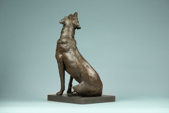 "Affection"Labrador BR