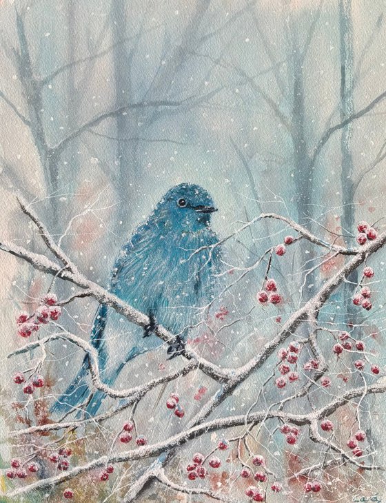 Mountain bluebird