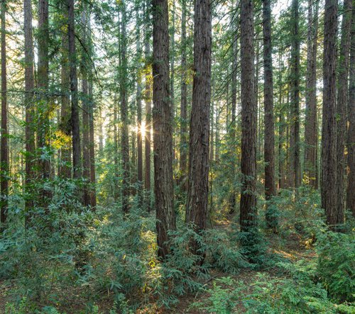 Redwood Panorama - I by Robert Houser