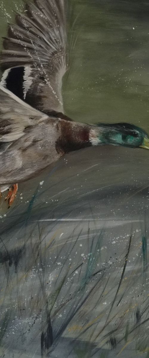 Coming in to land by Amanda Lakin Art