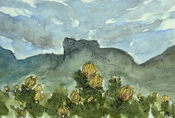 Leucospermum at Kirstenbosch