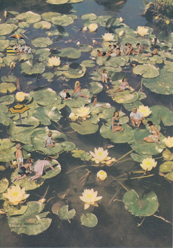 Down on the Lily Pond