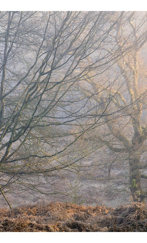 December Forest IV by David Baker