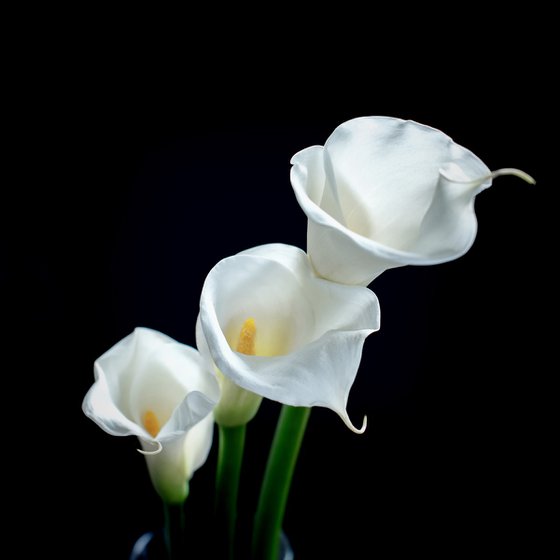 Calla Lily Triptych - Three 12 x 12 Photo Prints