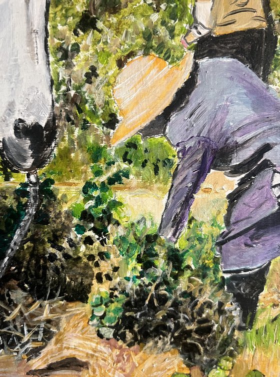 Grape harvest in Morocco