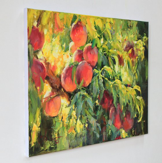 Peaches on the tree