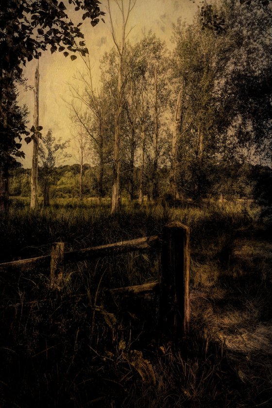 Dead Trees on the Marsh