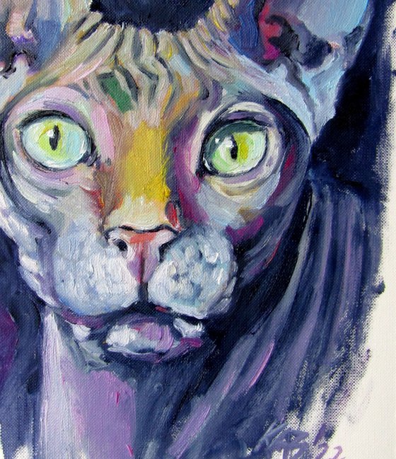 Sphynx cat