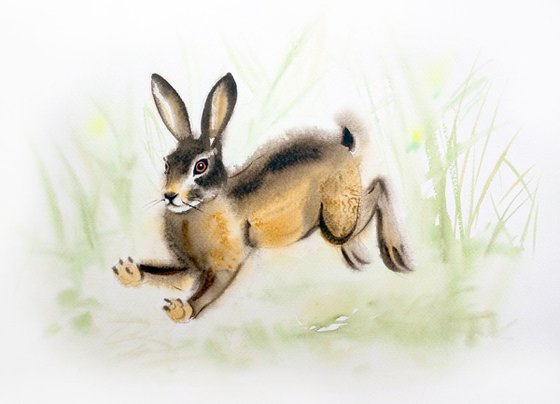 Running Hare - Bunny - Wild Hare - Rabbit