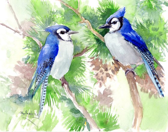 Blue Jay BIrds in the Forest