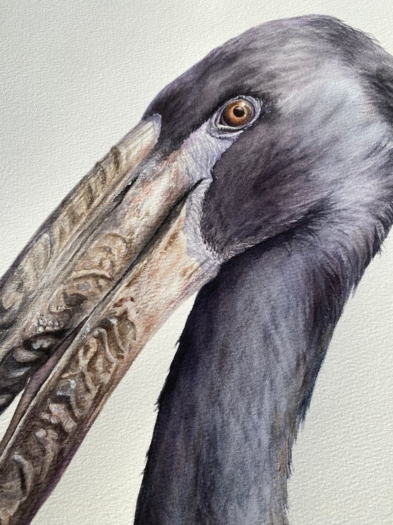 African Openbill Stork