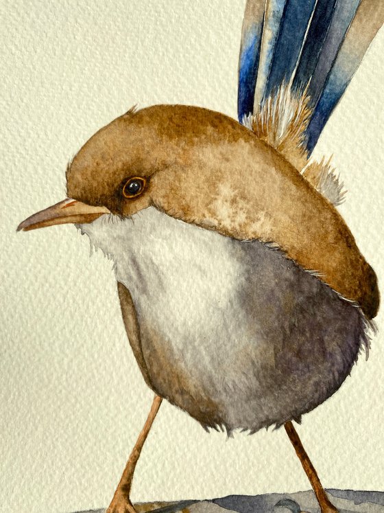 Graceful Fairy Wren in Dusty Shades of Gray