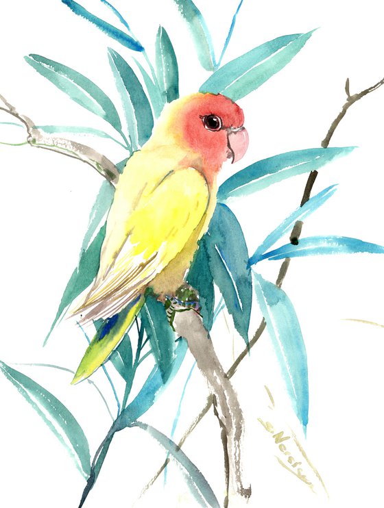 Yellow Lovebird