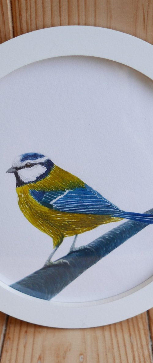 Framed Bird art. Blue tit. Part 1 by Karina Danylchuk