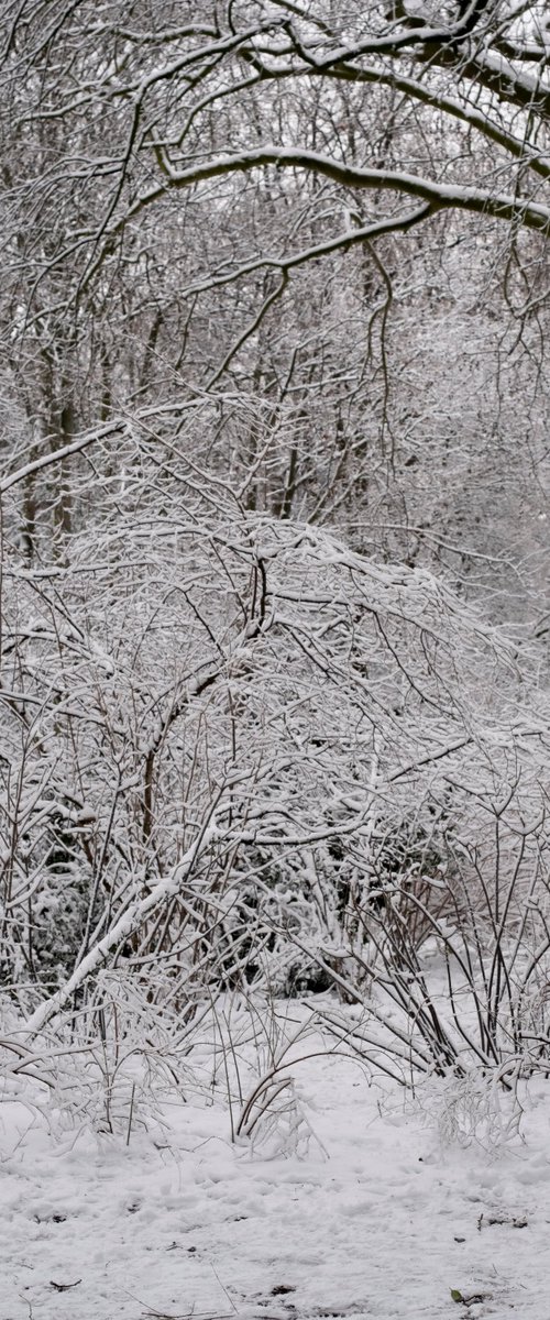 Snow-Covered Park (El Eterno Cajoneado #36) by Carla Piacenza