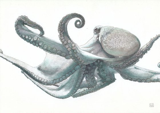 Octopus Vulgaris 02 - SOLD