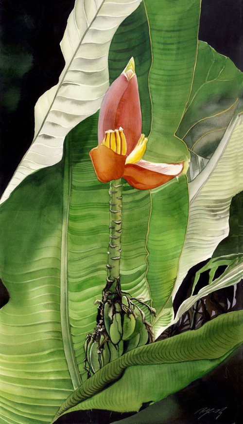 Banana blossom by Alfred  Ng