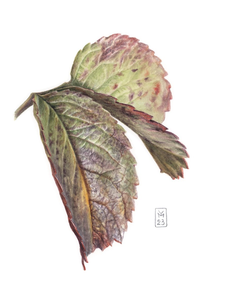 Rosehip Leaves by Yuliia Moiseieva