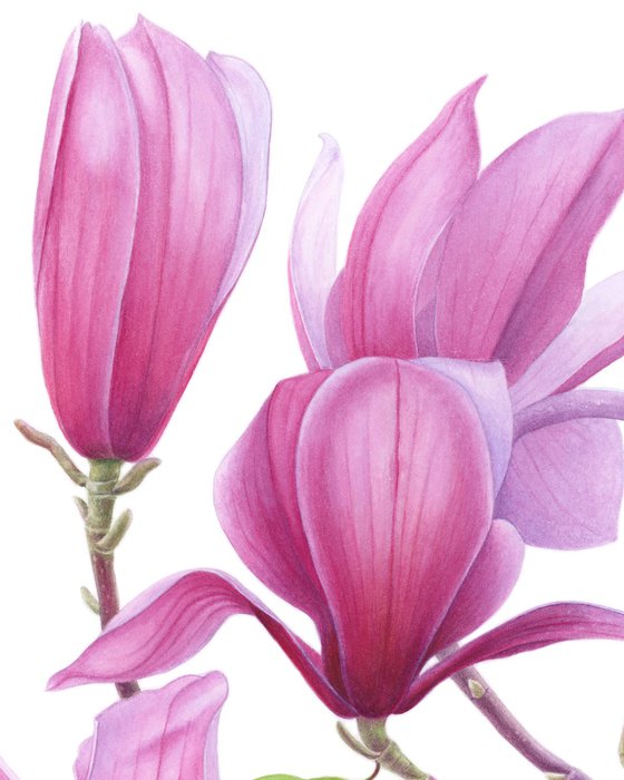 Magnolia Whisper