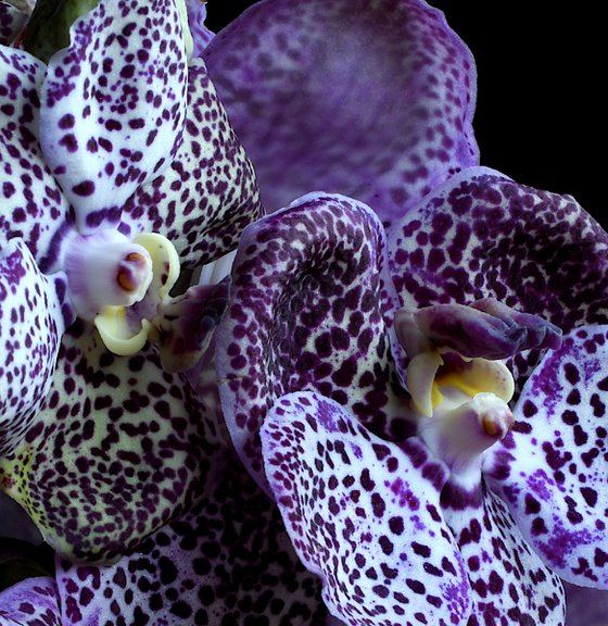 Midnight Black Vanda Orchids