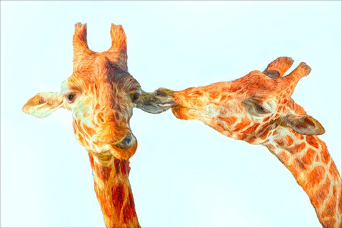 Giraffes by Martin  Fry