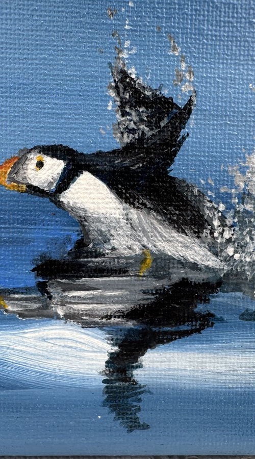 Puffin on water by Maxine Taylor