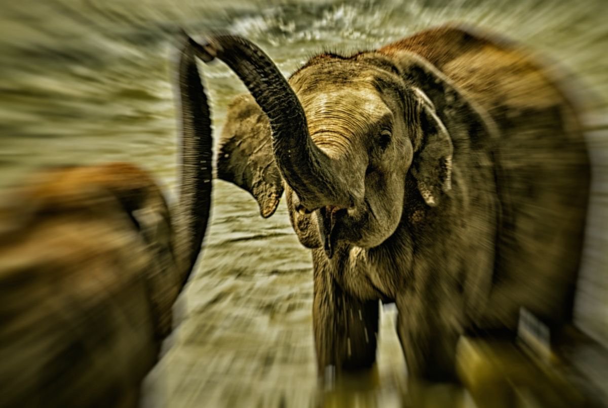 Abstract Animal Photograph By Marc Ehrenbold, 40 X 30", High Five Bro, Original Artwork