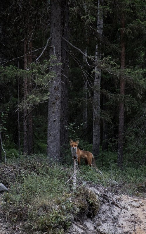 The Fox. From the Solovki serie by Georgii Vinogradov