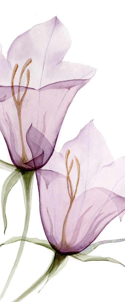 Transparent Bellflower by Olga Koelsch