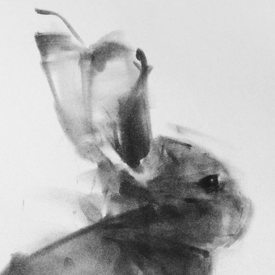 rabbit 003