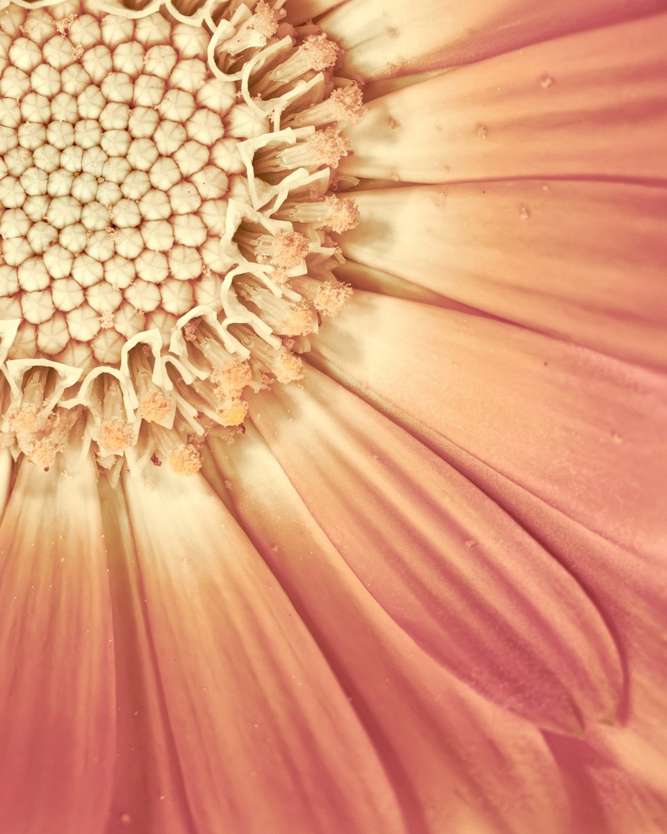 Organic Botanical Photograph By Inna Etuvgi, 17 X 21, Beauty In The Piece Of Beauty, Original Artwork