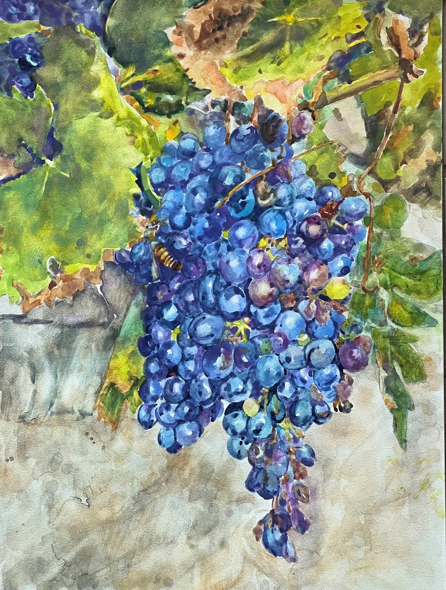 Impressionistic Watercolour , Wine On The Vine By Bronwen Jones, 12 X 16, Artwork For Sale On Artfinder