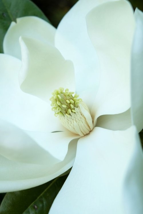 Magnolia by Russ Witherington