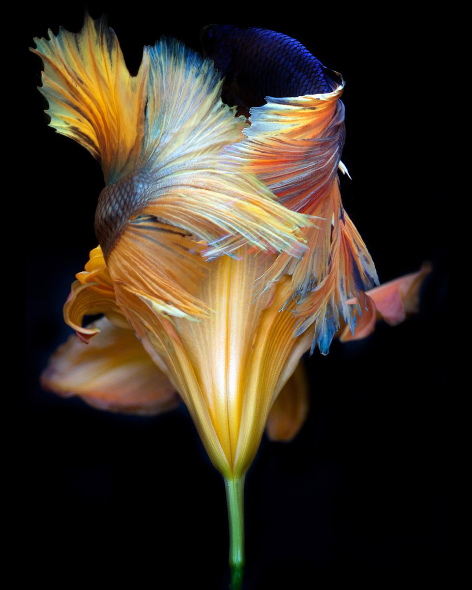 Surrealistic Photograph , Kaleidoscope 3 By Michael Filonow, 26 X 32, Artwork For Sale On Artfinder