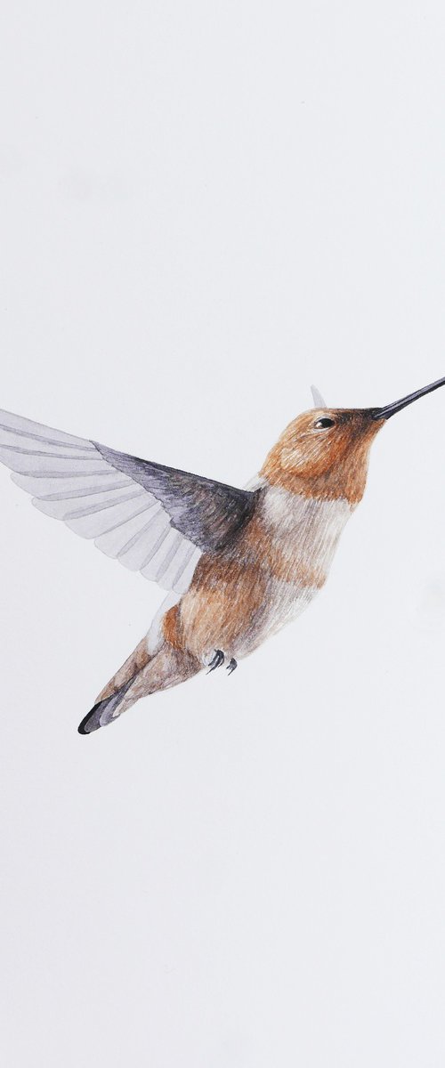 Hummingbird Brown sketch by Karina Danylchuk