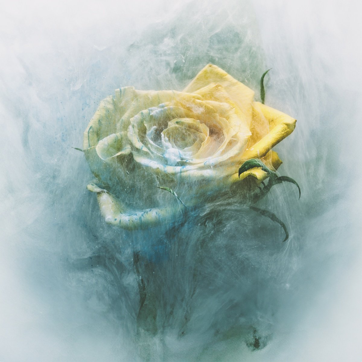 Botanical Photograph By Paul Nash, 20 X 20", The Dripping Rose, Original Artwork