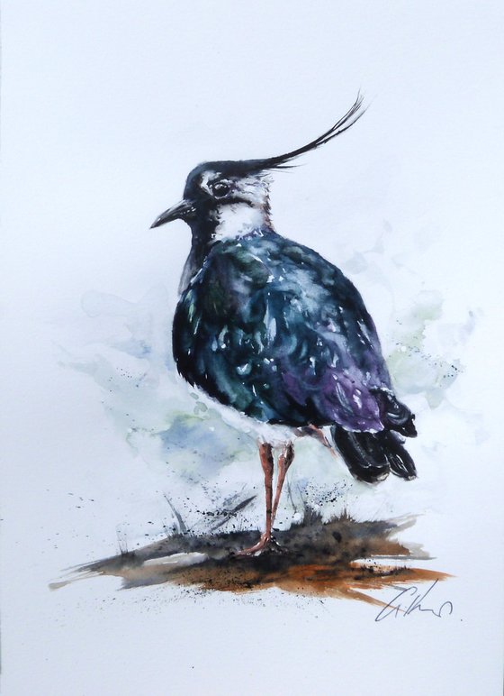 Lapwing.