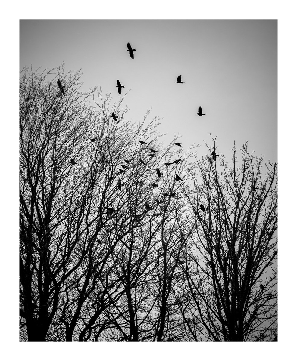 Jackdaws IX by David Baker