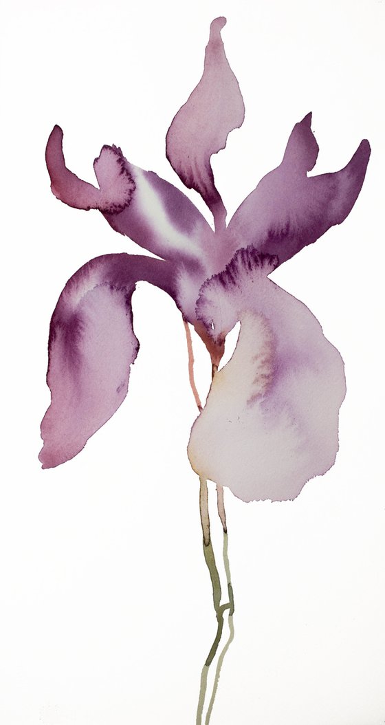 Iris No. 145