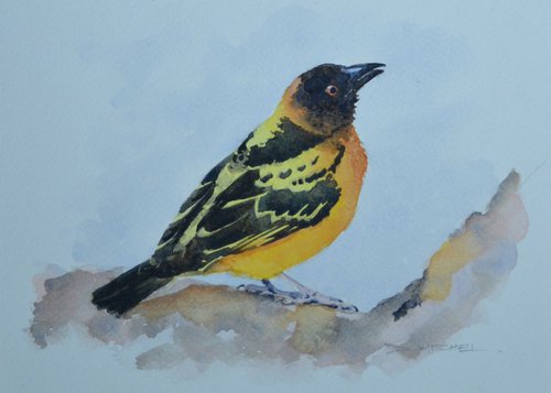 Black Headed Weaver by Denise Mitchell