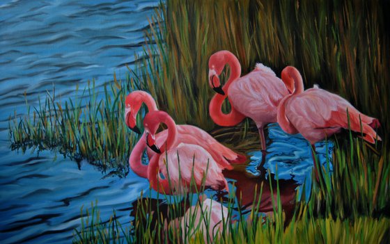 Flamingos