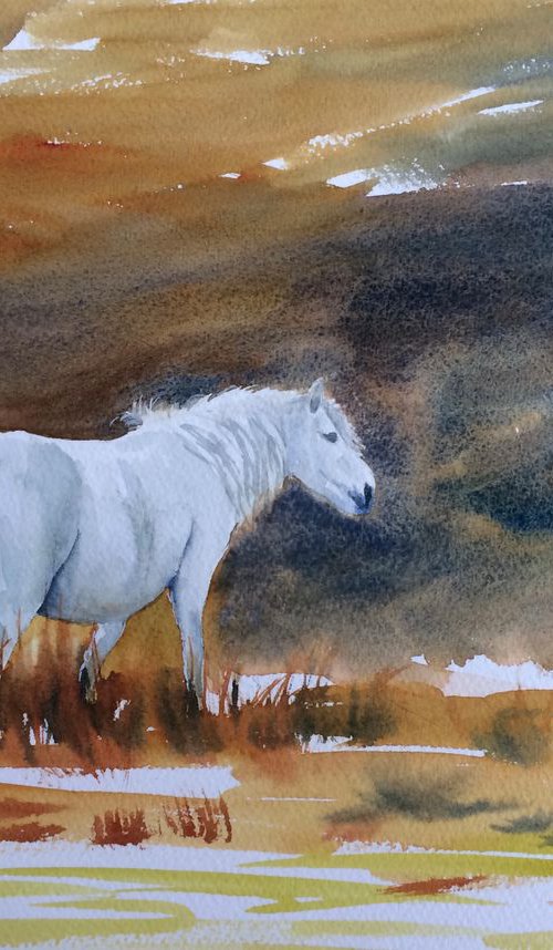 Pony by Silvie Wright