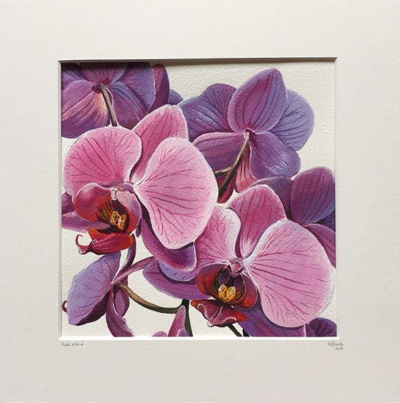 Pink orchid