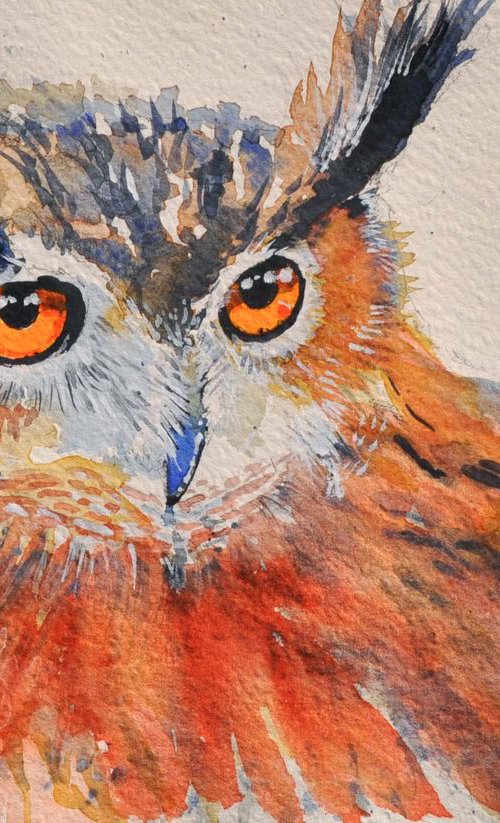 little owl portraits by Flavio Furlan