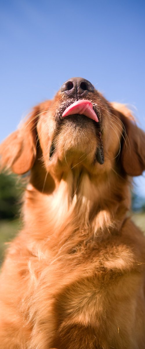 Golden Tongue by Robert Houser