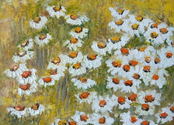 Field with daisies