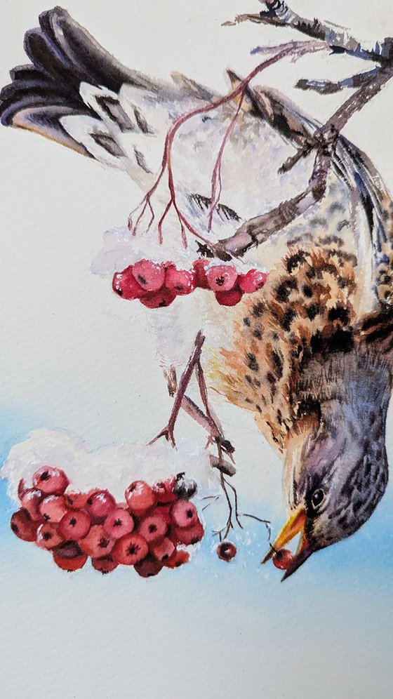 Fieldfare