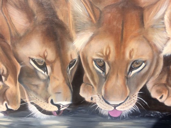 Lions at the watering place 39x20 in